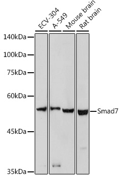 SMAD7 Rabbit Polyclonal Antibody