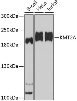 KMT2A Rabbit Polyclonal Antibody