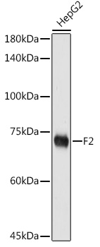 F2 Rabbit Polyclonal Antibody