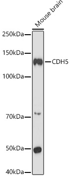 CDH5 Rabbit Polyclonal Antibody