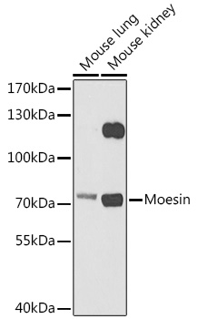 MSN Rabbit Polyclonal Antibody