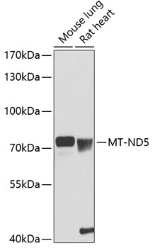 MT-ND5 Rabbit Polyclonal Antibody