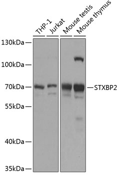 STXBP2 Rabbit Polyclonal Antibody