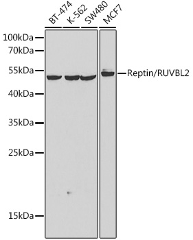 RUVBL2 Rabbit Polyclonal Antibody