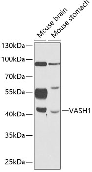 VASH1 Rabbit Polyclonal Antibody