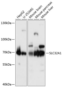 SLC32A1 Rabbit Polyclonal Antibody