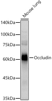 Occludin Rabbit Polyclonal Antibody