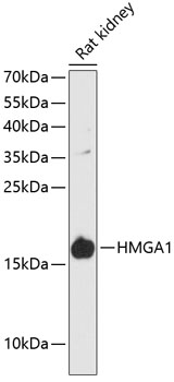 HMGA1 Rabbit Polyclonal Antibody