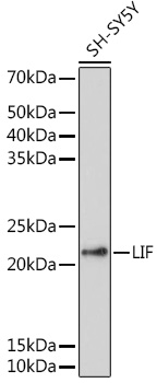 LIF Rabbit Polyclonal Antibody
