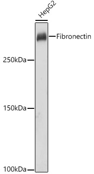 Fibronectin Rabbit Polyclonal Antibody