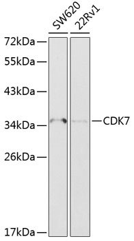 CDK7 Rabbit Polyclonal Antibody