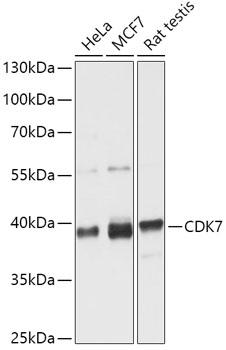CDK7 Rabbit Polyclonal Antibody