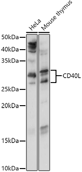 CD40L Rabbit Polyclonal Antibody