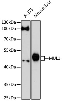 MUL1 Rabbit Polyclonal Antibody