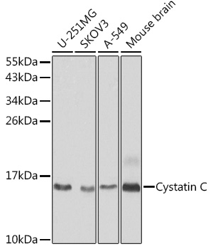 CST3 Rabbit Polyclonal Antibody