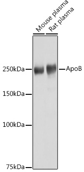 APOB Rabbit Polyclonal Antibody