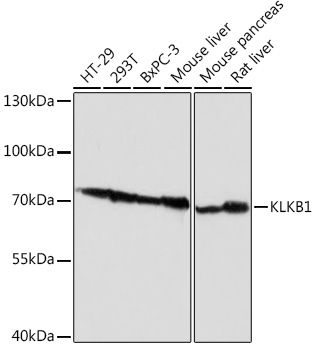 KLKB1 Rabbit Polyclonal Antibody