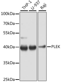 PLEK Rabbit Polyclonal Antibody