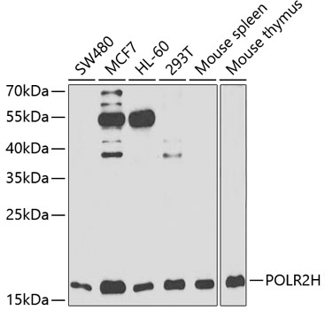 POLR2H Rabbit Polyclonal Antibody