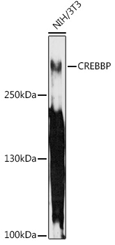 CREBBP Rabbit Polyclonal Antibody