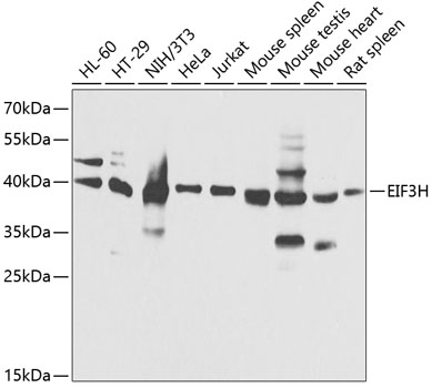 EIF3H Rabbit Polyclonal Antibody