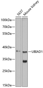 UBIAD1 Rabbit Polyclonal Antibody
