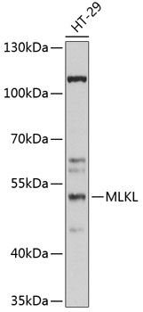 MLKL Rabbit Polyclonal Antibody