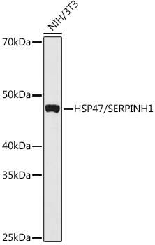 SERPINH1 Rabbit Polyclonal Antibody