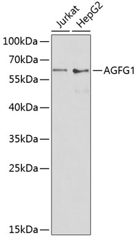 AGFG1 Rabbit Polyclonal Antibody
