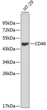 CD46 Rabbit Polyclonal Antibody