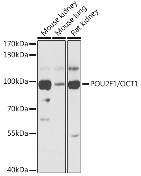 POU2F1 Rabbit Polyclonal Antibody