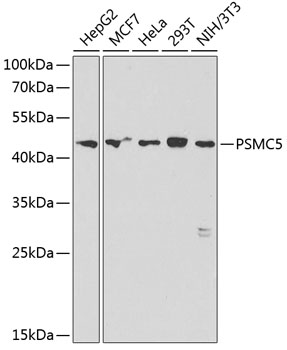 PSMC5 Rabbit Polyclonal Antibody