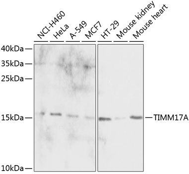 TIMM17A Rabbit Polyclonal Antibody