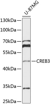 CREB3 Rabbit Polyclonal Antibody