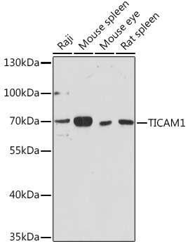 TICAM1 Rabbit Polyclonal Antibody