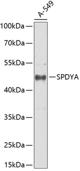 SPDYA Rabbit Polyclonal Antibody