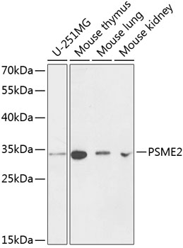 PSME2 Rabbit Polyclonal Antibody