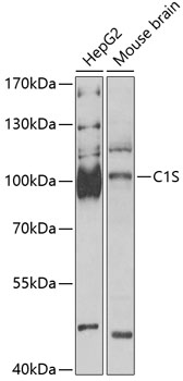 C1S Rabbit Polyclonal Antibody