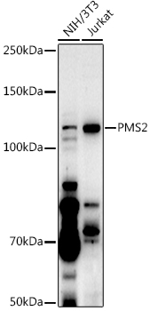 PMS2 Rabbit Polyclonal Antibody