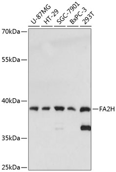 FA2H Rabbit Polyclonal Antibody
