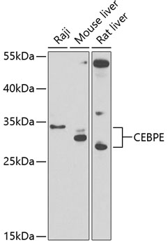 CEBPE Rabbit Polyclonal Antibody