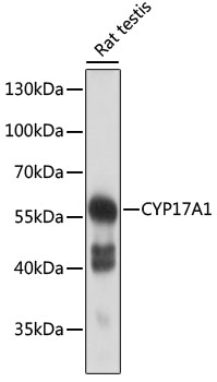CYP17A1 Rabbit Polyclonal Antibody