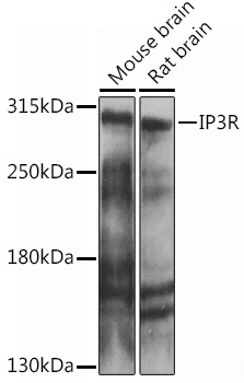ITPR1 Rabbit Polyclonal Antibody