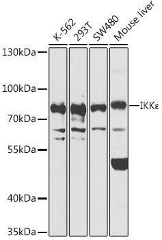 IKBKE Rabbit Polyclonal Antibody