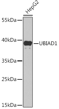 UBIAD1 Rabbit Polyclonal Antibody