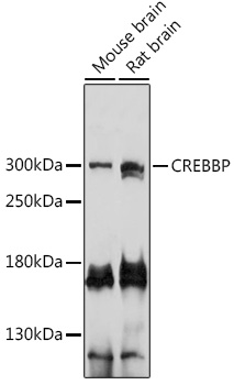 CREBBP Rabbit Polyclonal Antibody