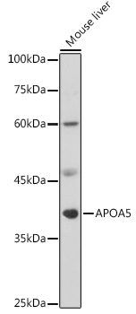 APOA5 Rabbit Polyclonal Antibody