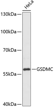 GSDMC Rabbit Polyclonal Antibody