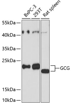 GCG Rabbit Polyclonal Antibody