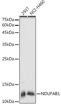 NDUFAB1 Rabbit Polyclonal Antibody